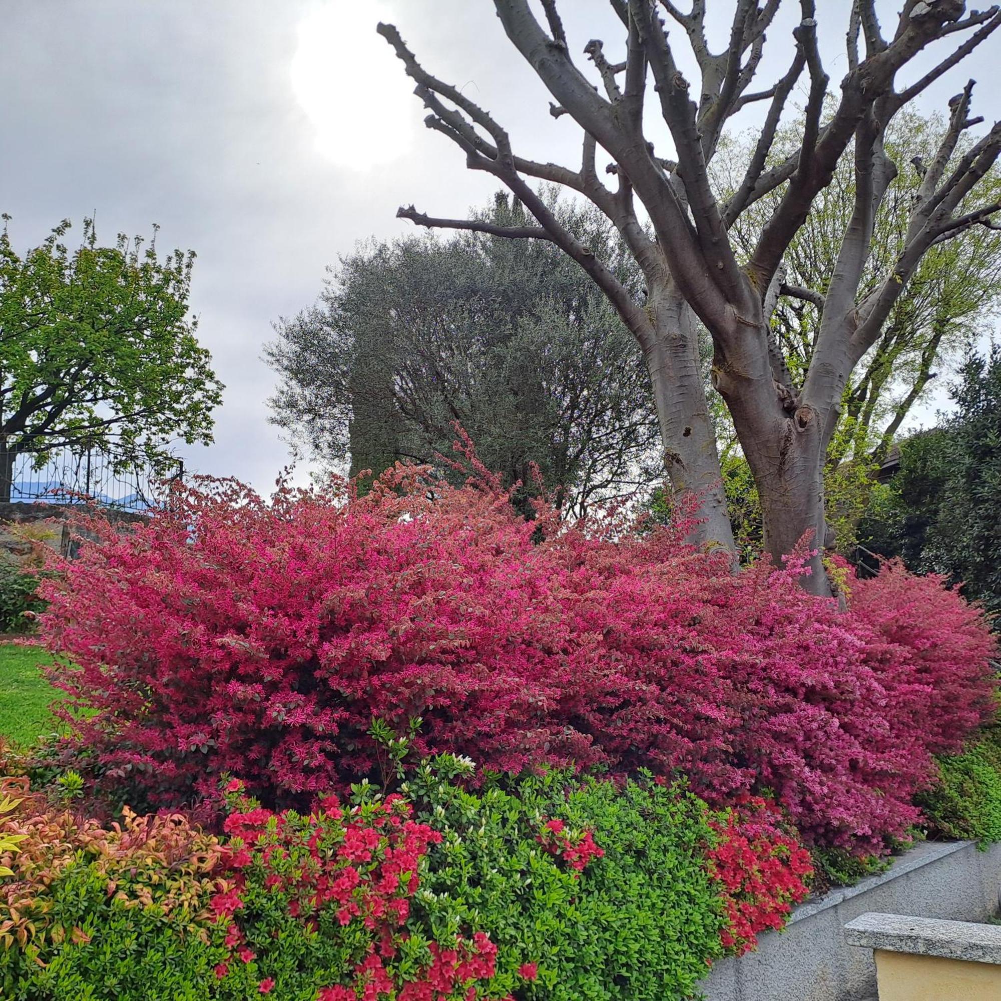 Villa Primula Bellagio Buitenkant foto